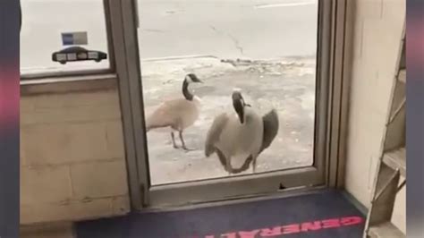 Diese aggressive Gans zerstört ein Fenster oe24 tv