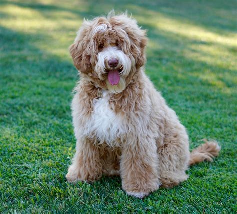 Labradoodle Dog