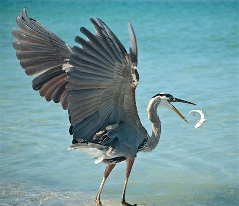 Great Blue Heron Habitat