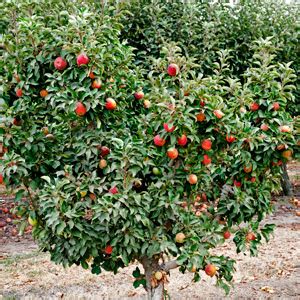 Apple Babe Dwarf Apple Tree One Green World