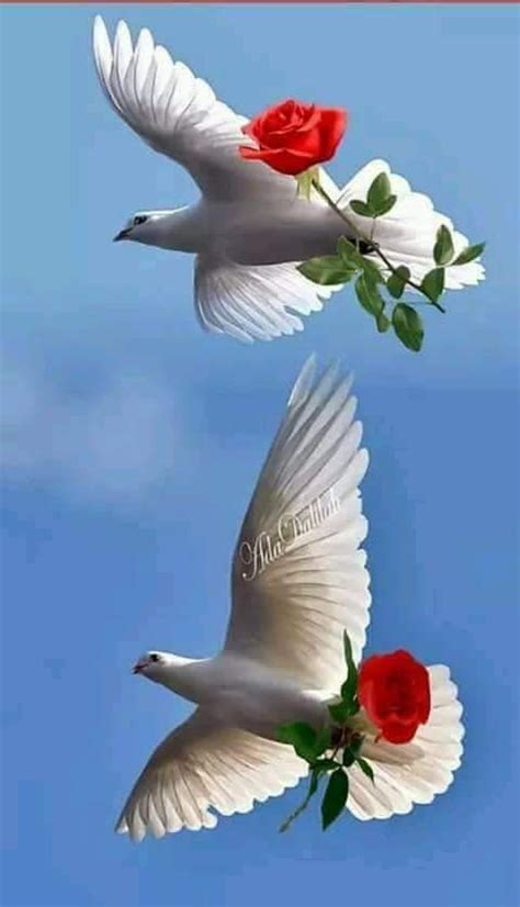 Картинки Роз С Голубями – Telegraph