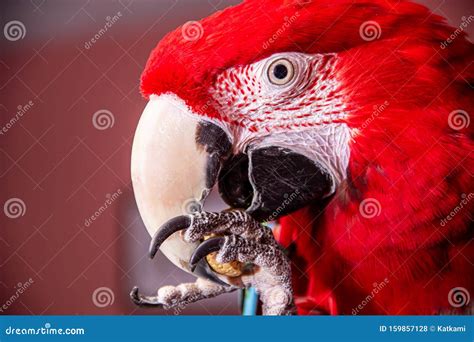 Green Winged Macaw Parrot Pet Indoors Holding Nut Stock Photo Image