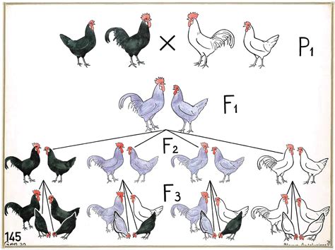 Life Science Vintage Genetics Chickens Chicken Breeds Chart Genetics