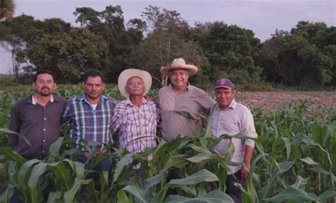 Ofrece Agricultura Nuevas Y Mejores Variedades De MaÍz Que Incrementan