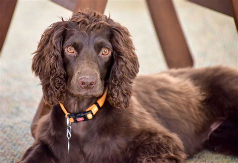 American Water Spaniel Charakter Größe And Erziehung Steckbrief