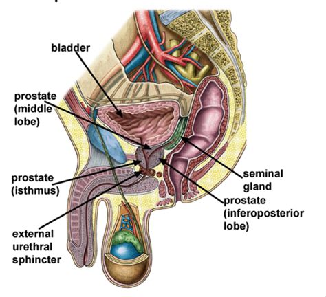 Problems Of The Male Reproductive System Flashcards Quizlet