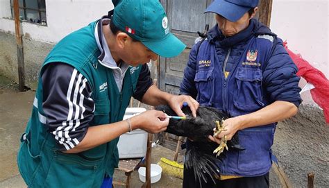 Lima Callao Senasa vacunó a más de 600 mil aves contra la enfermedad