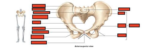 Os Coxa Hip Diagram Quizlet