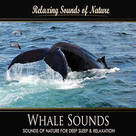 Whale Sounds (Nature Sounds) by Sounds of Nature for Deep Sleep and ...