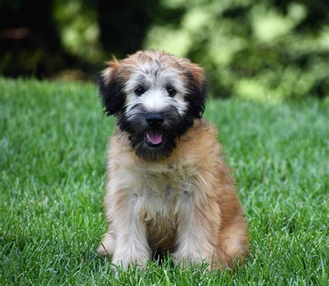 Soft Coated Wheaten Terrier Puppies in Michigan, Chigaco, Indiana