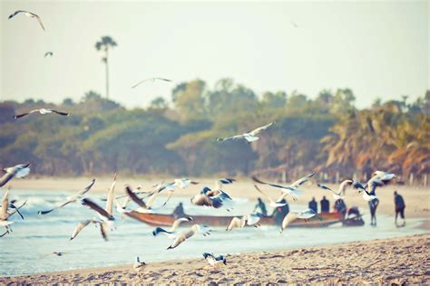 Best beaches in The Gambia for your next coastal retreat - Lonely Planet