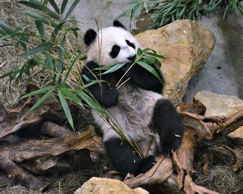 31 Facts About Pandas To Confirm Their Cuteness Bored Panda