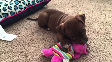 6 Week Old Pitbull Puppy Youtube