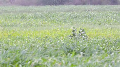 Lesser Florican Mating Display Youtube