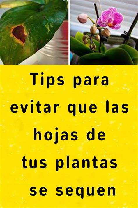 Tips Para Evitar Que Las Hojas De Tus Plantas Se Sequen Guiadelacasa