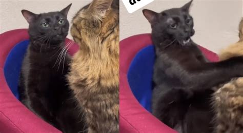 Cuál es el origen del meme viral del gato negro disociado El Siglo