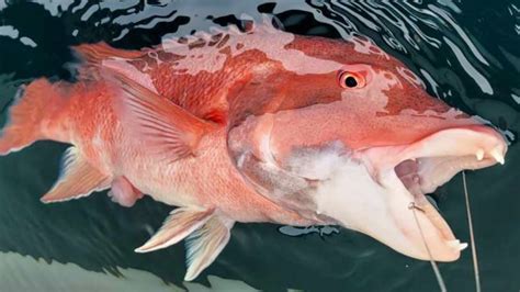 Fishing For California Sheephead Catch Clean And Cook Youtube