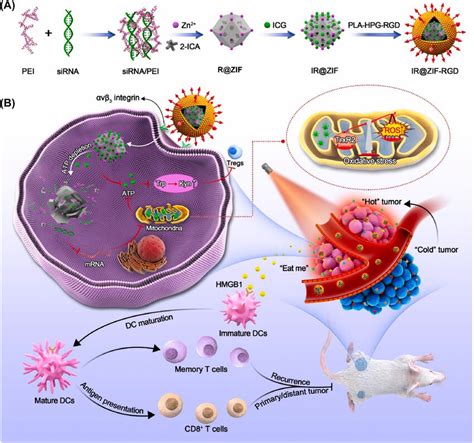 Schematic Synthesis Of Ir Zif Rgd With Atp Responsive Properties Download Scientific Diagram