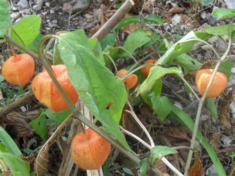 Physalis Amour En Cage Coqueret