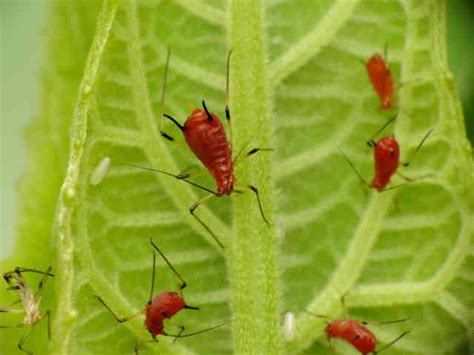 Small Red Bugs On Plants Back Gardener