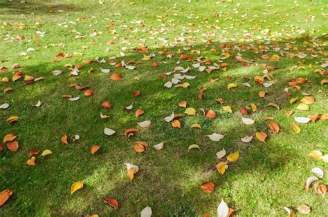 Atumn folhas caídas vermelhas e amarelas na grama verde jardinagem