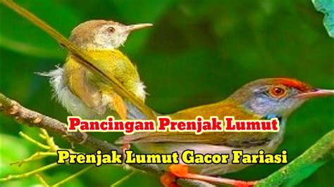 Suara Burung Prenjak Lumut Prenjak Lumut Gacor Variasi Youtube