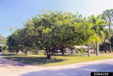 Malabar Plum Syzygium Jambos