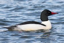 Duck And Waterfowl Identificationtry A Free Quiz Bird Academy The