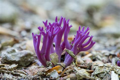 Violet Coral Fungus From 1671 N Providence Rd Media PA 19063 USA On