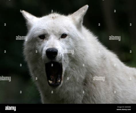 Howling Hudson Bay Wolf Canis Lupus Hudsonicus In Close Up Facing