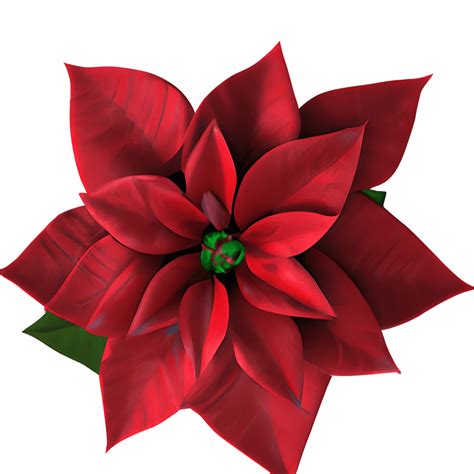 Hyper Realistic Poinsettia Flower Digital Graphic · Creative Fabrica