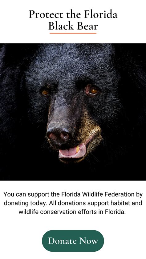 Florida Black Bear • Florida Wildlife Federation