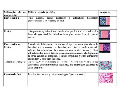 Tabla de Tinciones Histología Ross Tinción Uso habitual Célula típica