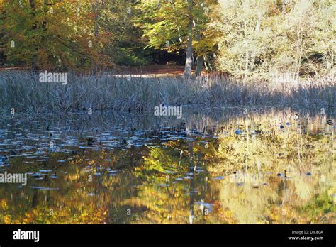 Burnham Beeches Hi Res Stock Photography And Images Alamy