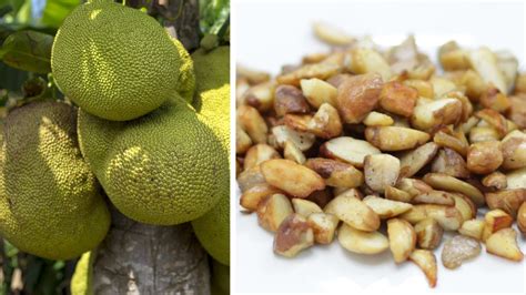 Jackfruit Seeds How To Eat Them In The Kitchen With Matt