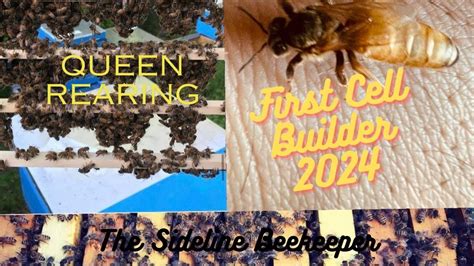 Beekeeping First Cell Builder 2024 Queen Rearing Youtube