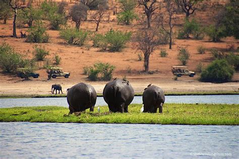 Exploring Chobe National Park On Safari In Botswana The Travelling Chilli