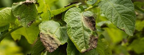 Potato blight (phytophthora infestans) | Cropaia