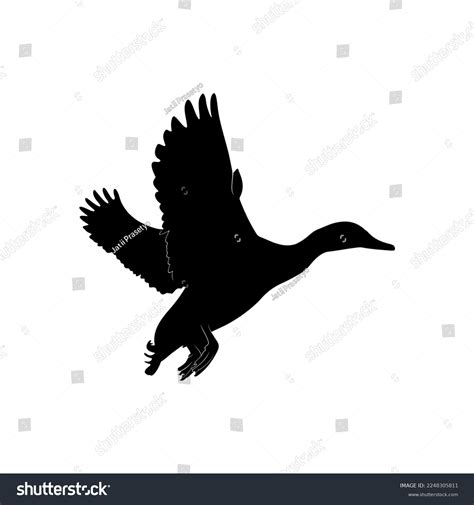 Mallard Duck Silhouette On White Background Stock Vector (Royalty Free ...