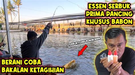 Tutorial Membuat Umpan Khusus Induk Mancing Galapung Ikan Mas Youtube