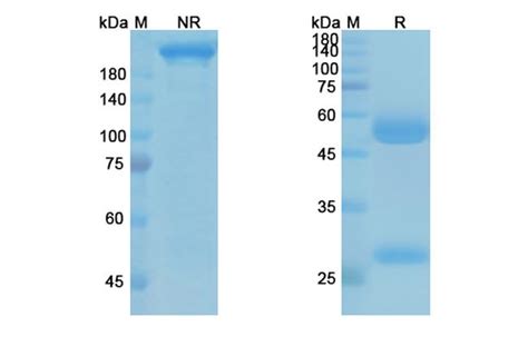 Alirocumab Recombinant Monoclonal Antibody Ma5 41963