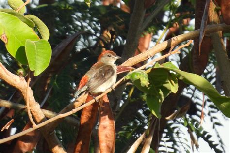 Indonesia S Lesser Sundas Tour Report Birdquest