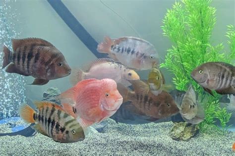 Parrot Cichlids Fry Eggs To 2 Years Present R Cichlid