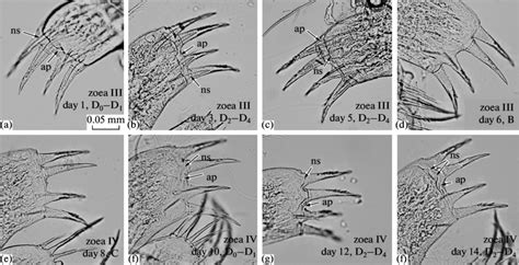 The maxillulae of the zoeae III and IV of the red king crab ...