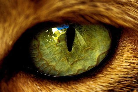 Answering 11 Questions on Stunning Animal Eyes - EyeWise