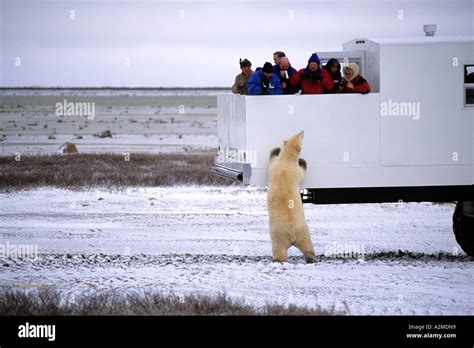 Curious Polar Bear Close Encounter As Bear Looks In To Tundra Buggy To