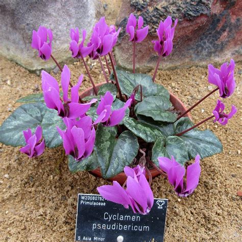 Cyclamen Pseudibericum Cyclamen De Turquie