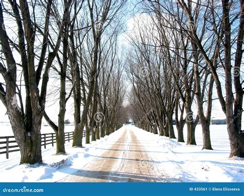 Winter Tree Lined Lane Stock Image Image Of Season Tall 433561