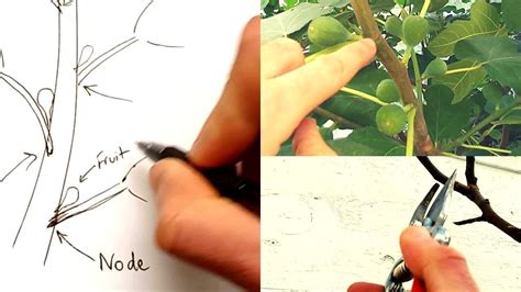 How To Prune Fig Trees For Maximum Fruit Production [includes Little Known Tip Towards The End