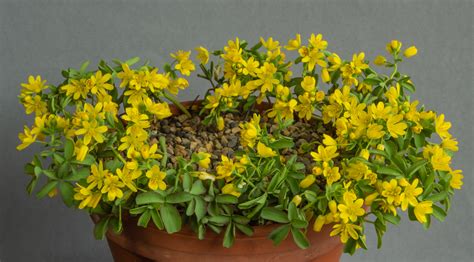 Ags Pershore Show Trophies Alpine Garden Society